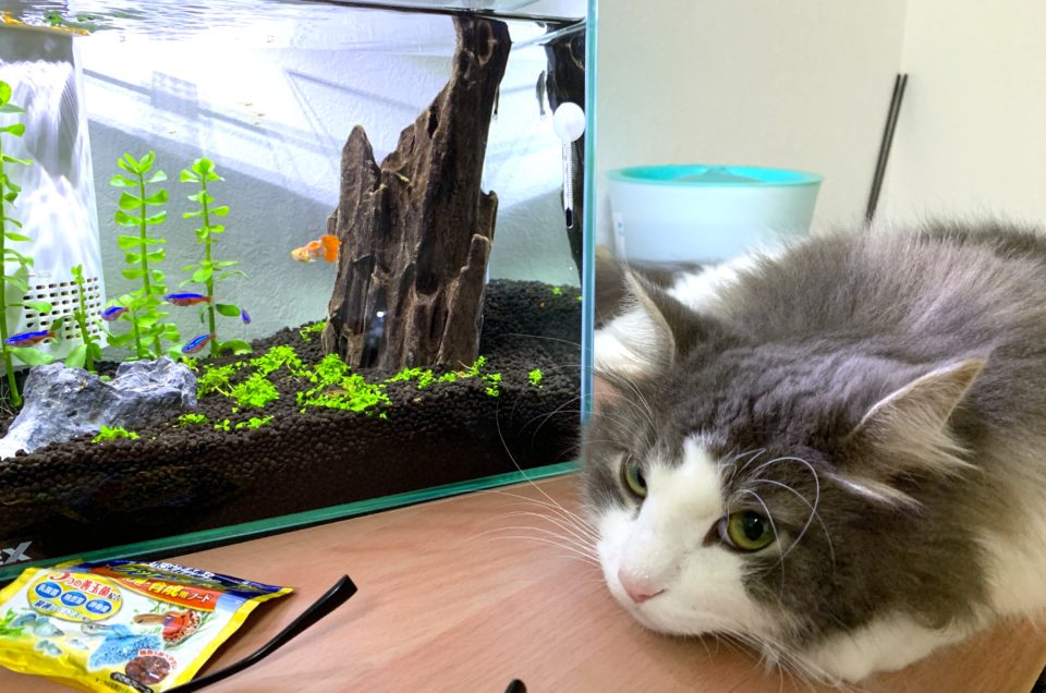 猫と熱帯魚